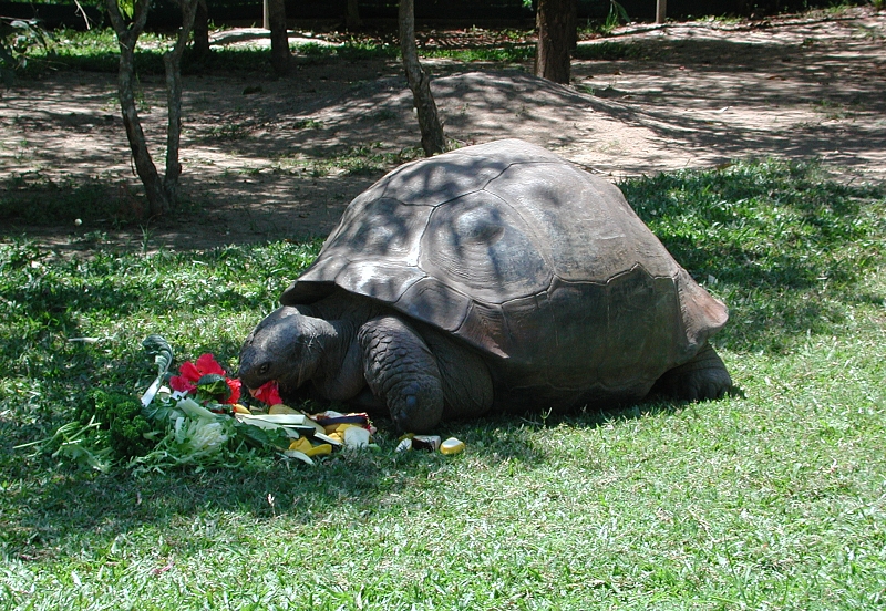 Żółwica Harriet. Wikimedia Commons